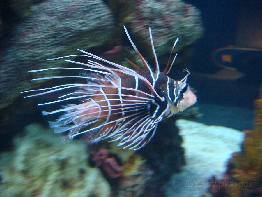 Baltimore [2009 July 02] 232.JPG - Scenes from Baltimore's Inner Harbor.